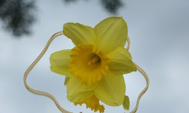 Czy szmaragdy są drogie?