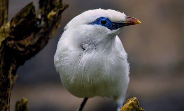Jaki jest najrzadszy kamień?