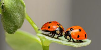 Ile kropek ma biedronka scenariusz?