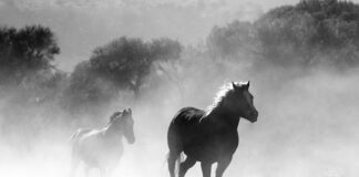 Ile czasu palić Palo Santo?