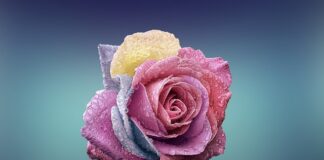 Jaki kamień symbolizuje miłość?