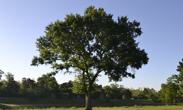 Kiedy kapok jest obowiązkowy?