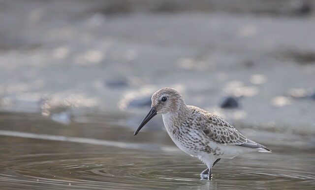 Ile kosztuje założenie brodzika i kabiny?