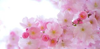 Z jakich roślin można zrobić kadzidło?