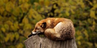 Co lepsze do spania sprężyny faliste czy bonell?