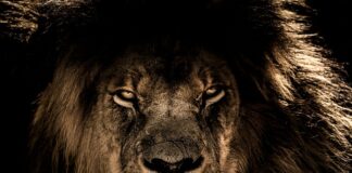 Który król podarował Jezusowi złoto?