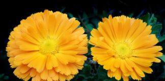 Czy można mieć dwa kalendarze Google?