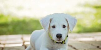 Jaką obroża dla psa Długowłosego?