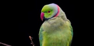 Jaki materiał na obroże dla psa?